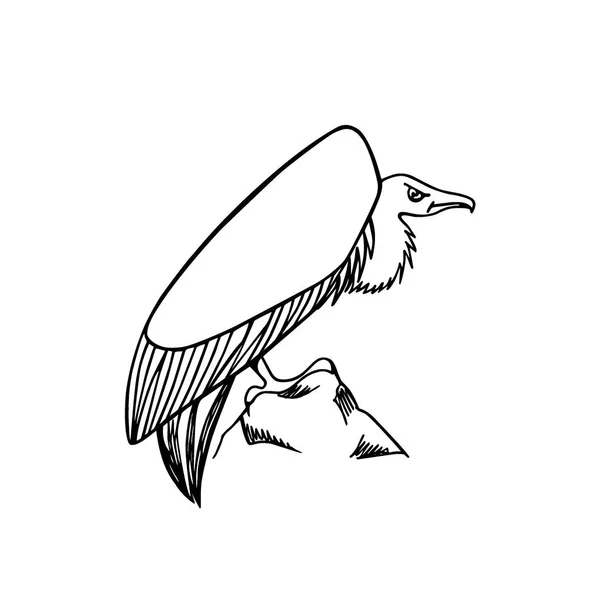 Avvoltoio disegnato a mano — Vettoriale Stock