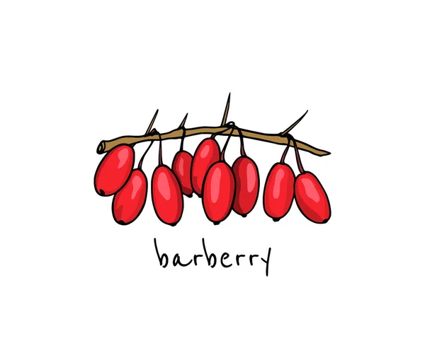 Barberry dibujado a mano — Vector de stock