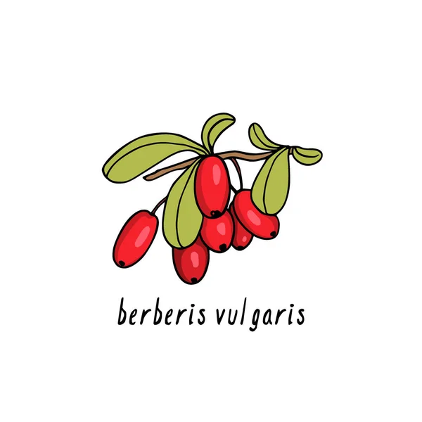 Barberry dibujado a mano — Archivo Imágenes Vectoriales