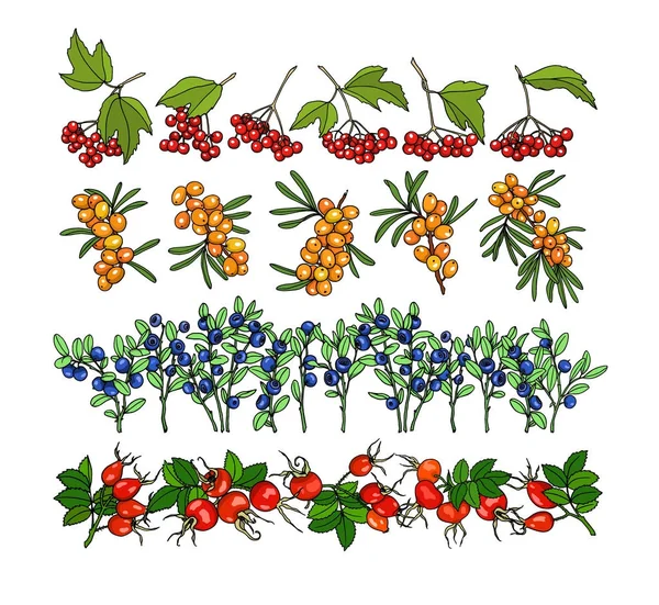 Границы с рисованными ягодами — стоковый вектор