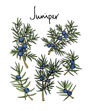 Elle çizilmiş ardıç çırpı