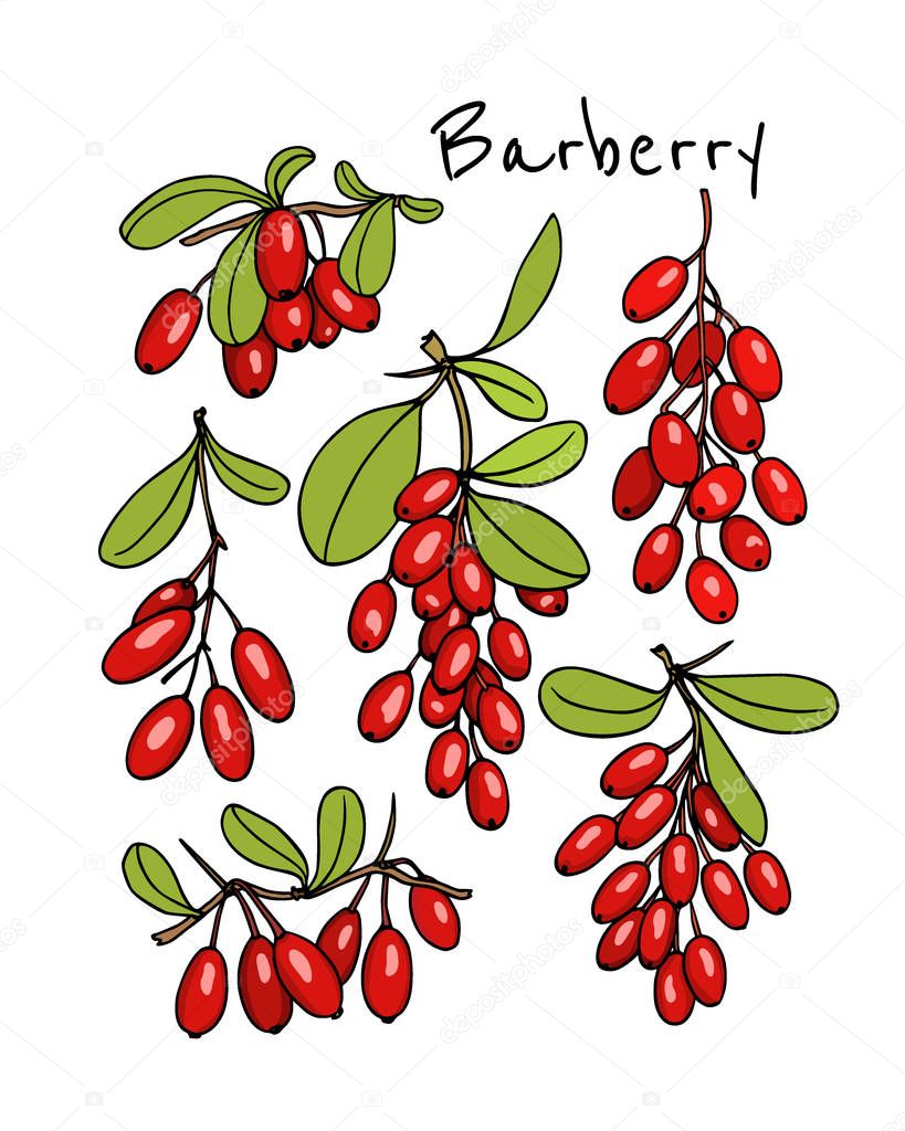 Hand drawn barberry