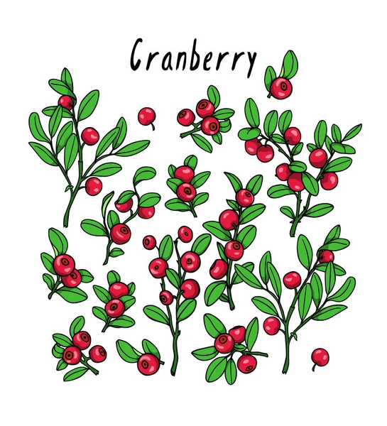Hand getekend cranberry twijgen — Stockvector