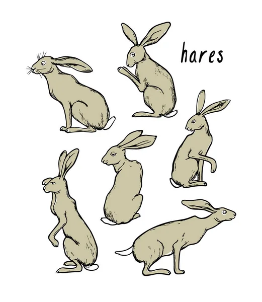 Ручные зайцы — стоковый вектор