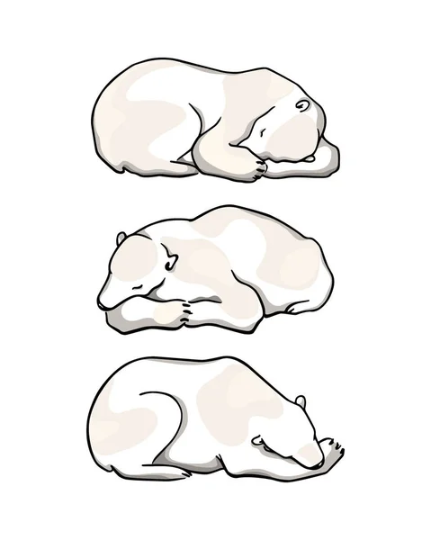 Vektor kartu s rukou kreslené lední medvěd — Stockový vektor