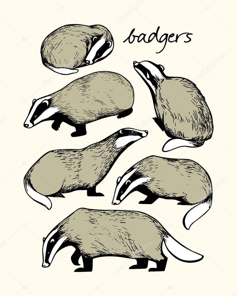 Hand drawn badgers