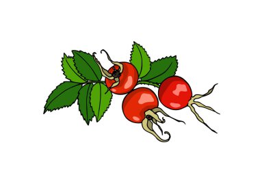 Elle çizilmiş köpek gül