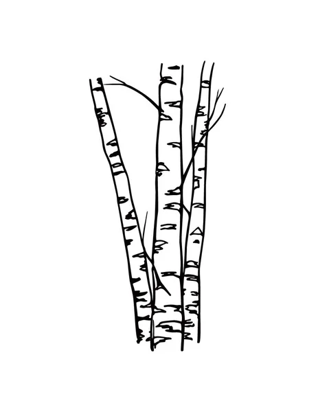 Hand drawn birch tree trunks — Stock Vector