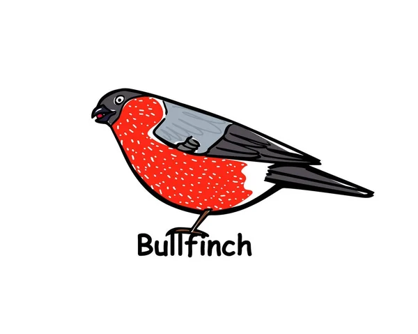 Hand drawn bullfinch — Stock Vector