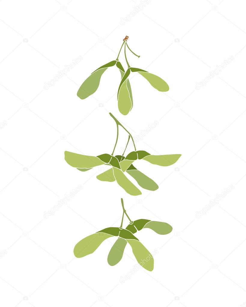 Vector illustration of hand drawn maple seeds. Ink drawing, graphic style. beautiful logo template