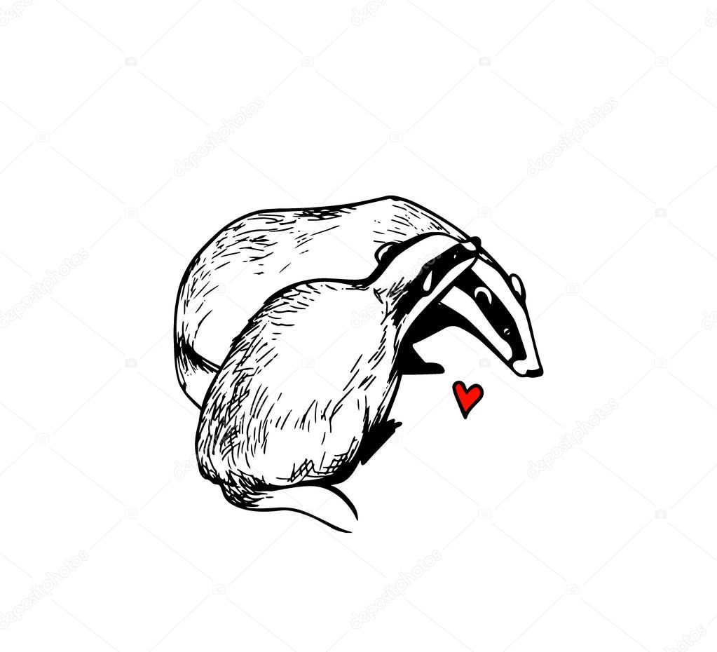 Vector illustration of hand drawn cute badgers in love. Beautiful design elements, ink drawing, funny romantic illustration. Perfect for Valentines day celebration.