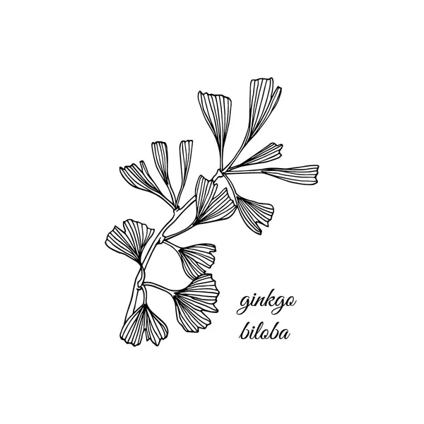 Planta de ginkgo dibujada a mano — Vector de stock