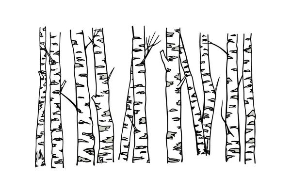 Hand dras Björk trädstammar — Stock vektor