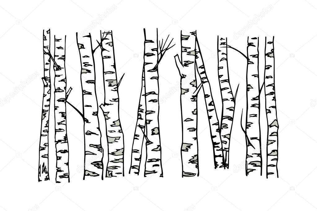 Hand drawn birch tree trunks