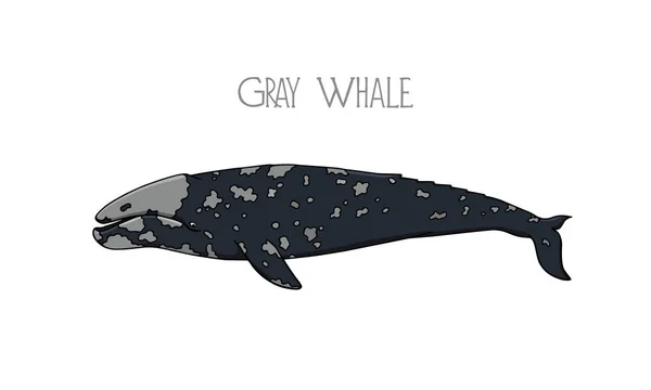 Боку звернено кита — стоковий вектор