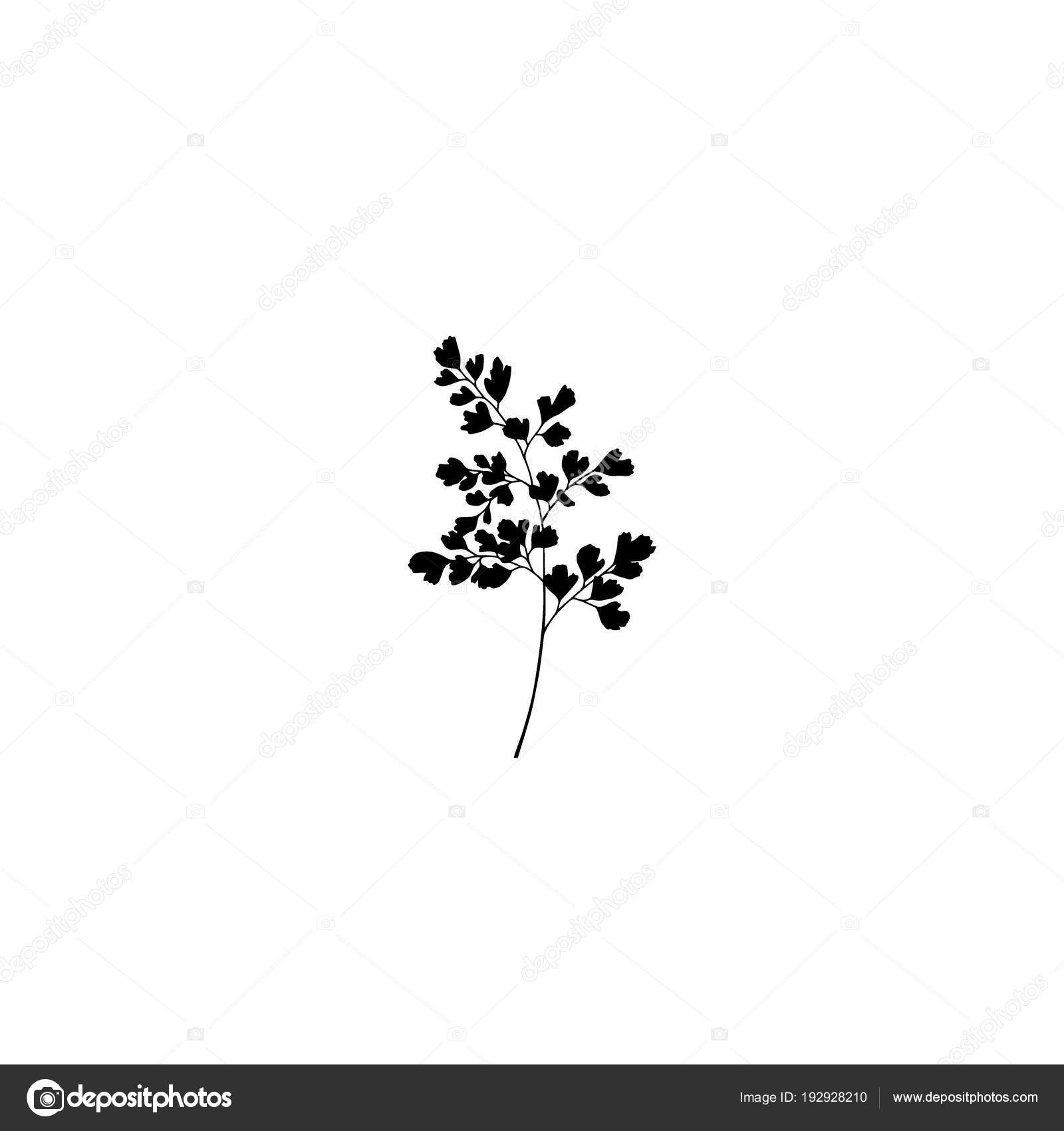 Maidenhair Fern- Plant Bio: Podcast Ep#43, image size:1600x1700