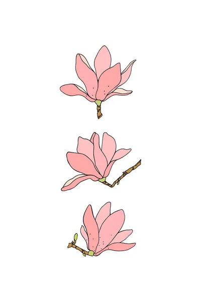Hand drawn magnolias — Stock Vector