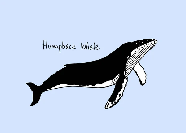 Balena disegnata a mano — Vettoriale Stock