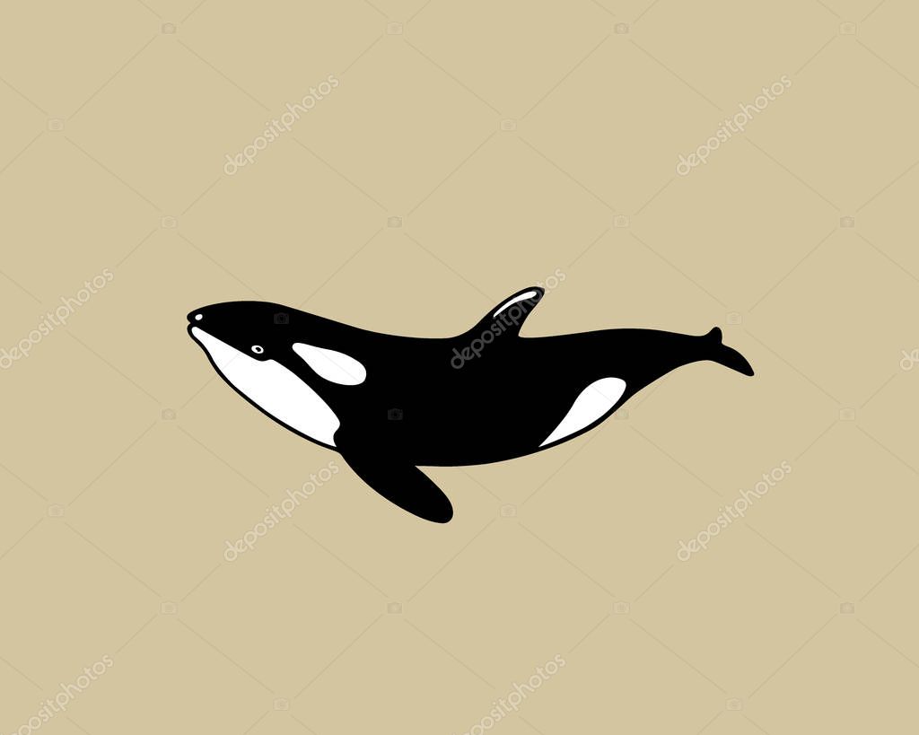 Vector illustration of hand drawn killer whale. Beautiful ink drawing, heavy contour. Perfect design elements, marine animal illustration