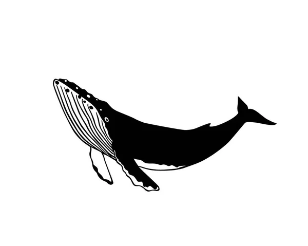 手描き下ろしクジラ — ストックベクタ