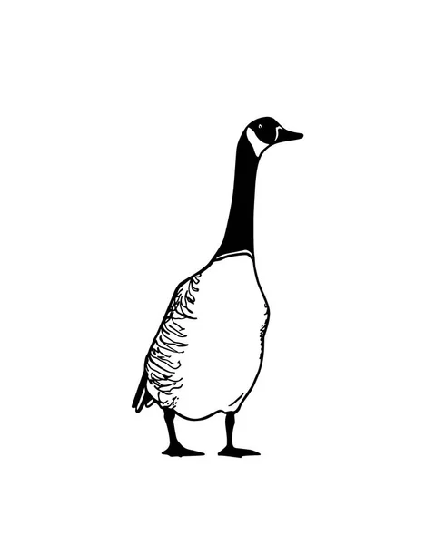 Hand drawn wild goose — Stock Vector