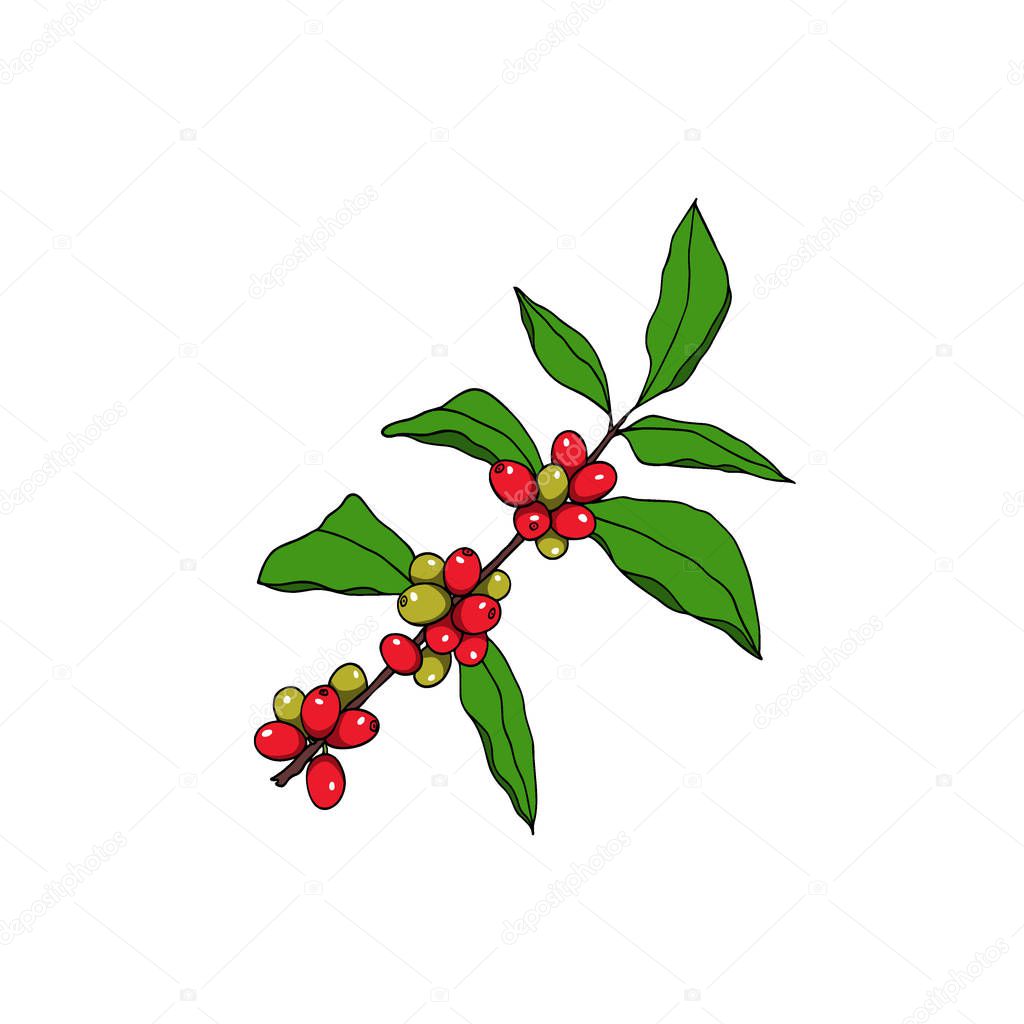 Vector illustration of hand drawn Coffea plant. Beautiful food design elements, ink drawing, logo template