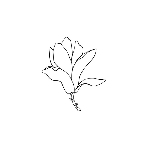 Ručně tažené magnolia — Stockový vektor