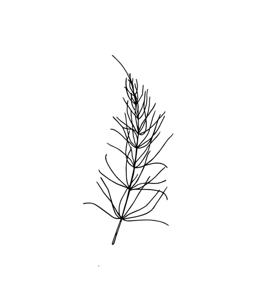 Hand drawn horsetail — Stock Illustration Hand drawn horsetail Stock Vector