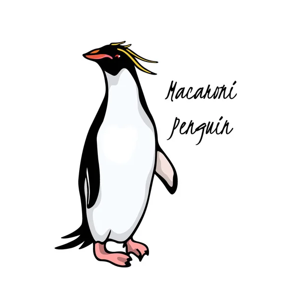 Pingüino dibujado a mano — Archivo Imágenes Vectoriales