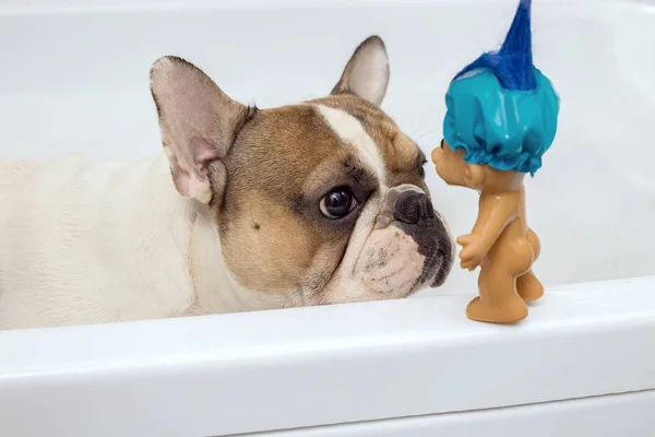 Bulldog francês toma um banho — Fotografia de Stock