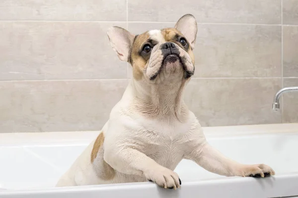 Bulldog francés toma un baño — Foto de Stock