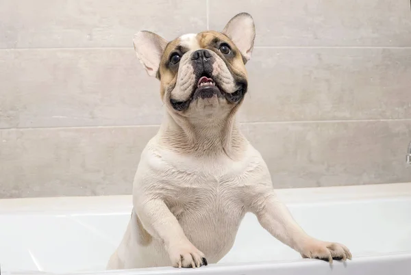 Bulldog francés toma un baño — Foto de Stock