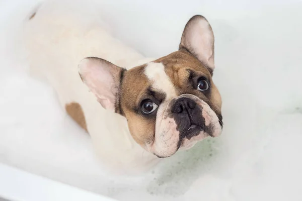 Bulldog francés toma un baño — Foto de Stock