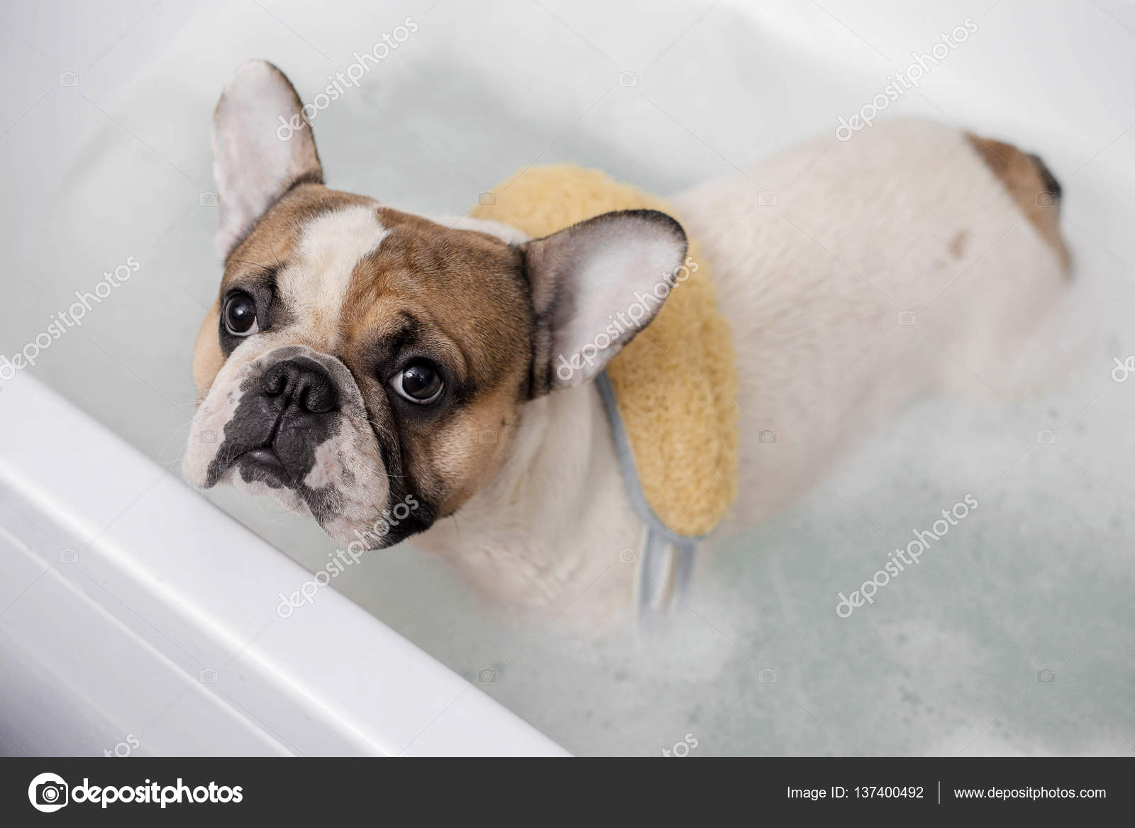 French bulldog takes a bath Stock Photo by 137400492