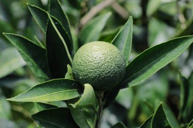 mandalina ağaçları meyve dalları