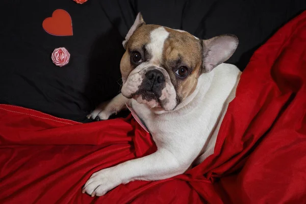 Día de San Valentín Bulldog francés — Foto de Stock
