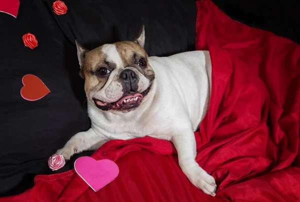 Día de San Valentín Bulldog francés — Foto de Stock