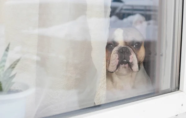 Perro esperando la llegada de los propietarios — Foto de Stock