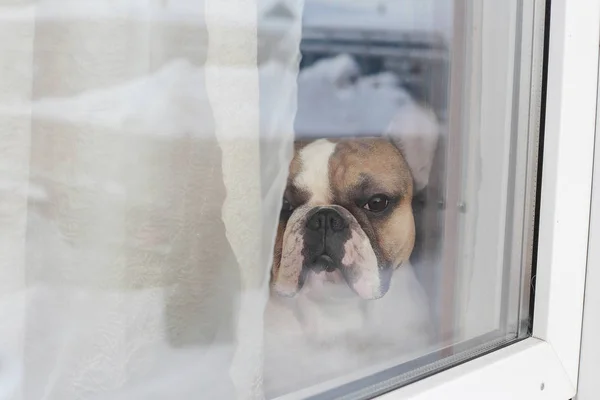 Perro esperando la llegada de los propietarios — Foto de Stock