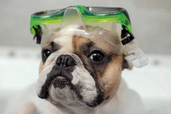 Собака и водолазная маска — стоковое фото