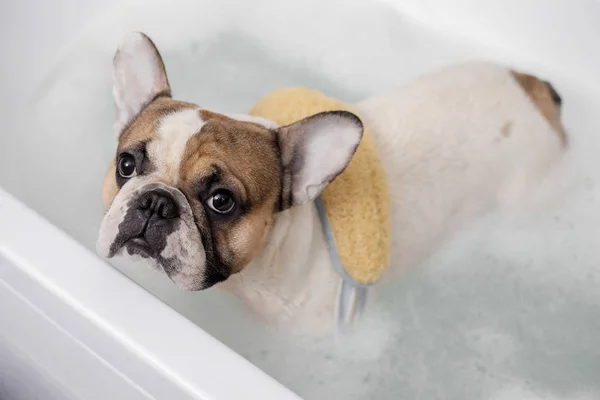 Bulldog francês toma um banho — Fotografia de Stock