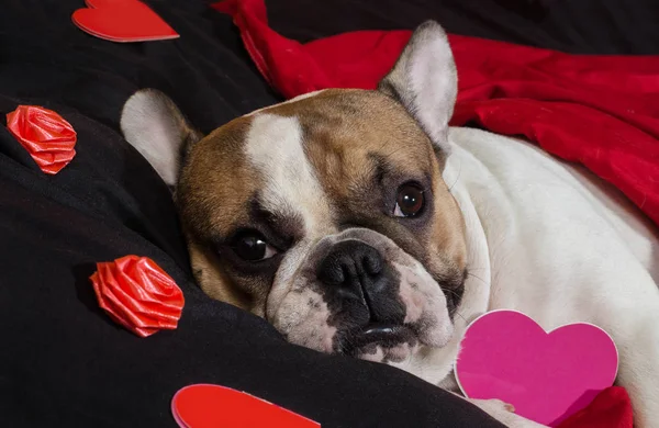 Dia dos Namorados Bulldog francês — Fotografia de Stock