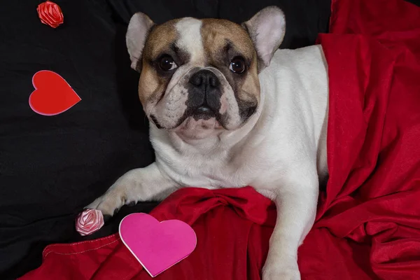 Día de San Valentín Bulldog francés — Foto de Stock