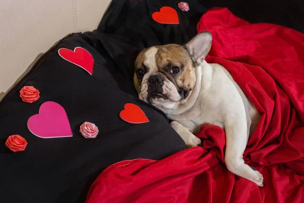 Día de San Valentín Bulldog francés — Foto de Stock