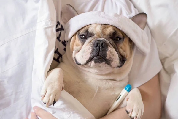 Perro bulldog francés enfermo con dolor de cabeza en la cama descansando — Foto de Stock