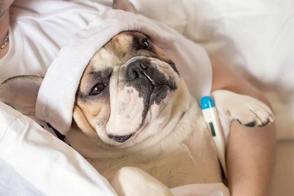 Perro bulldog francés enfermo con dolor de cabeza en la cama descansando — Foto de Stock