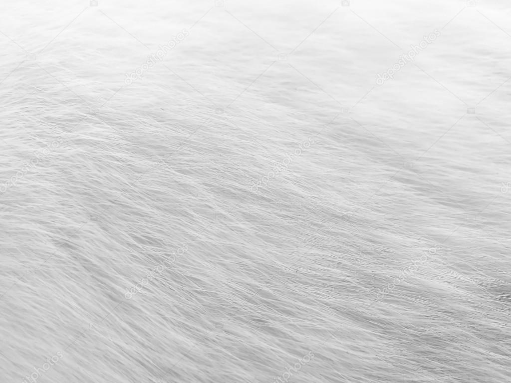 dirty white cat's hair in black and white style - grayscale - monochrome