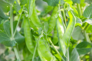 Genç yeşil elmanın yarısı bir sera. Antakya, Türkiye.