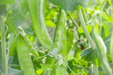 Genç yeşil elmanın yarısı bir sera. Antakya, Türkiye.