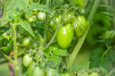 Yeşil domates. Tarım kavramı. Yeşil kaynaklanıyor dallarında büyüyen olgunlaşmamış sebze